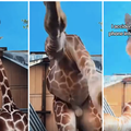 VIDEO Pao mu mobitel u nastambu &zcaron;irafa. Ono &scaron;to se snimilo je - hit! Mo&zcaron;e selfie?