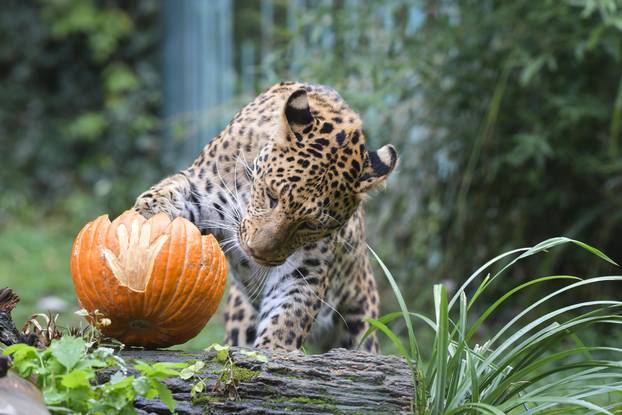 Pogledajte kako je izgledalo darivanje bundeva životinjama u zagrebačkom Zoološkom vrtu