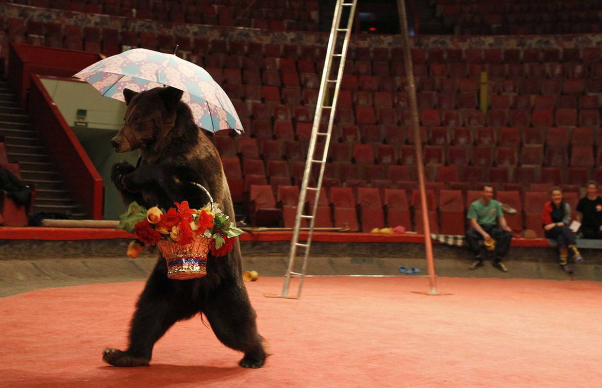 Aktivisti 'poludjeli': Medvjedi u cirkusu nose kišobran i cvijeće