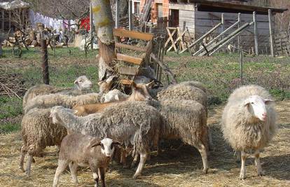 Lopovi ukrali čak 17 ovaca i jednog ovna te pet teladi