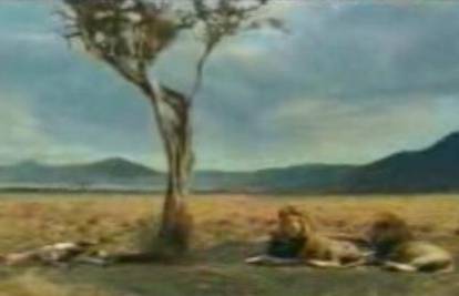 Glupa antilopa se zabila u stablo ispred lavova