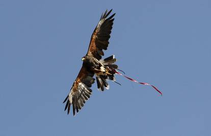 Svijet životinja: Dnevni izbor najboljih fotografija