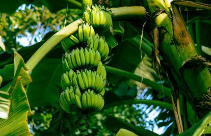 Novo lice 'otpada': Od stabljika banane nastaju ekstenzije za kosu, tepisi, otirači i košare