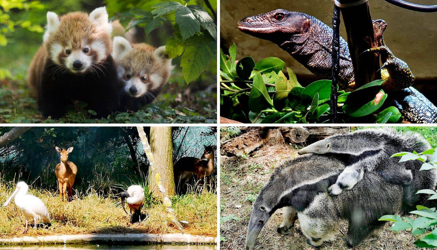 Zoološki vrt u Zagrebu dobio je puno mladunaca u ovoj godini