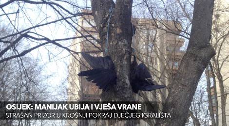 Osijek: Sotonist ili manijak? Vješao mrtve vrane u parku