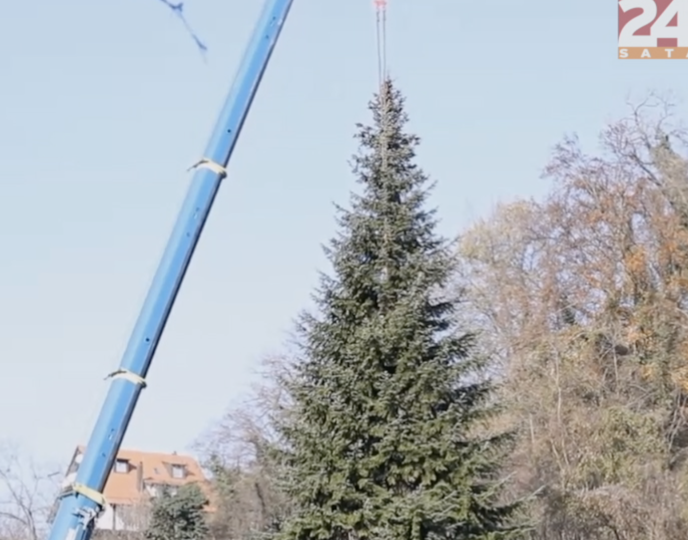 Pilili ga i utovarivali četiri sata: Bor grdosija stiže na glavni Trg