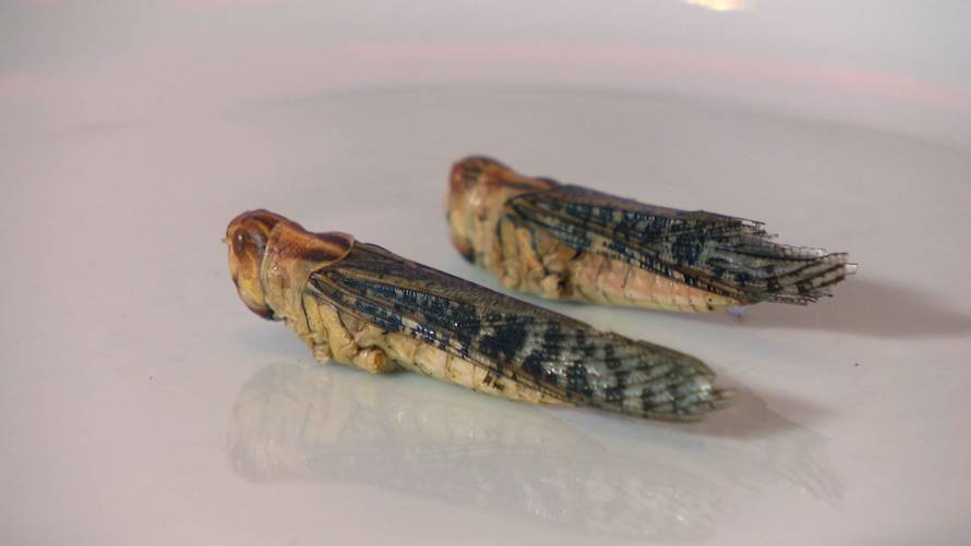 Djevojke degustirale egzotičnu hranu: 'Crvići su čak bili fini...'