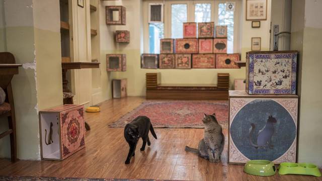 Museum of Persian cats in Tehran