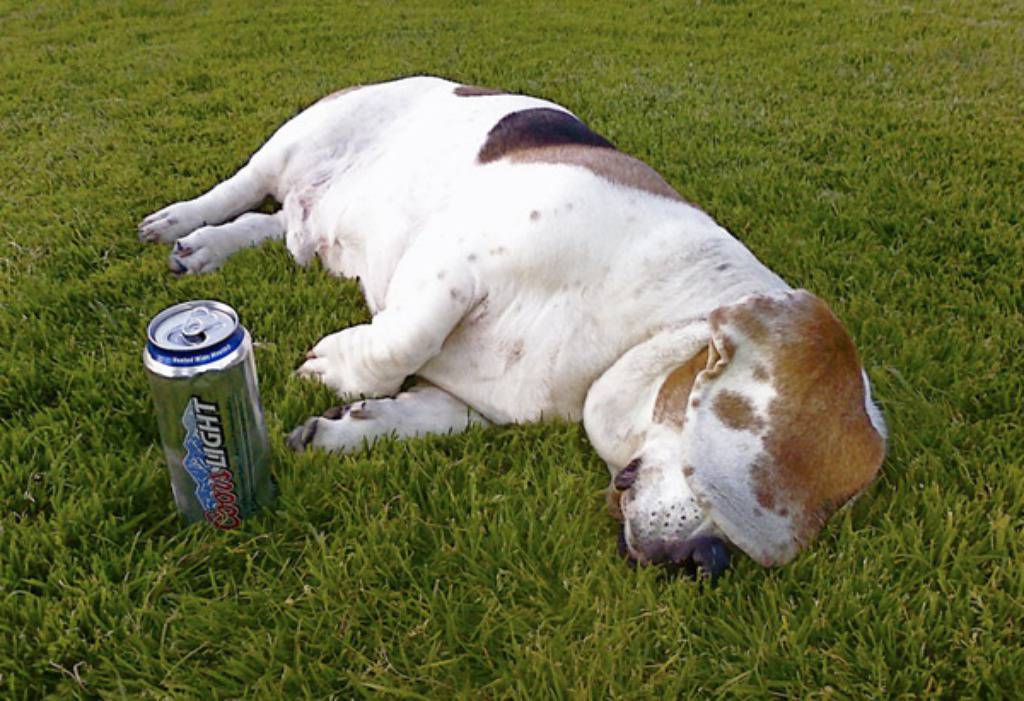 Facebook/George, the Very Tired Basset Hound