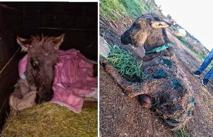 Kod Zadra spašen mali magarac ostavljen da ugine: Našli su ga izgriženog, bio je sav u ranama