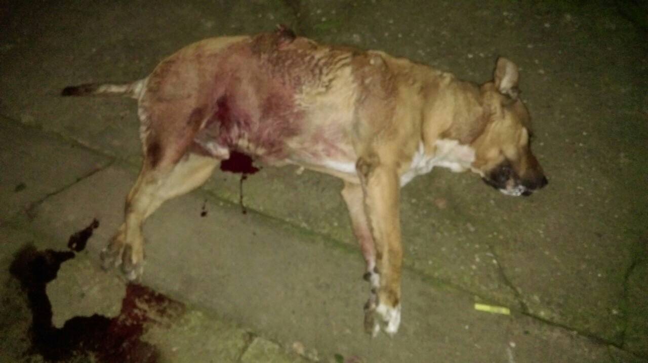 Policajac je u Borovu pištoljem ubio psa: 'Što nije ubio svog?'