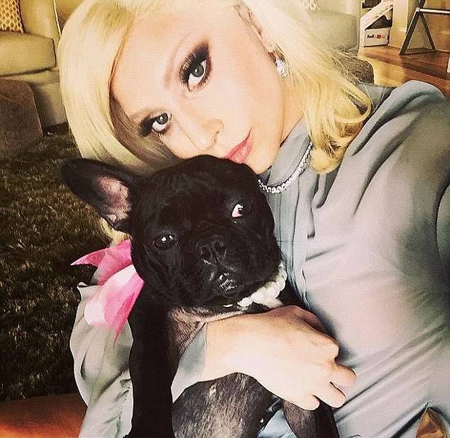 Shrvana Lady Gaga nudi pola milijuna dolara za ukradene pse