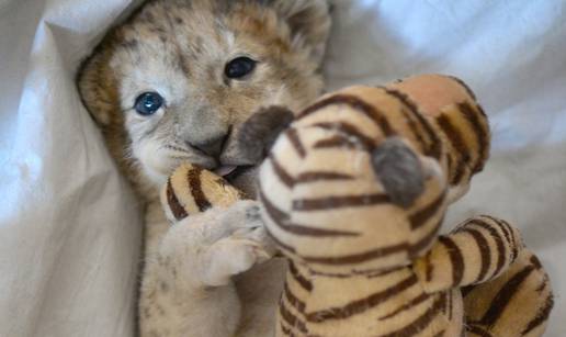 Direktorica Zoo-a kući odnijela napuštenog lavića Malora