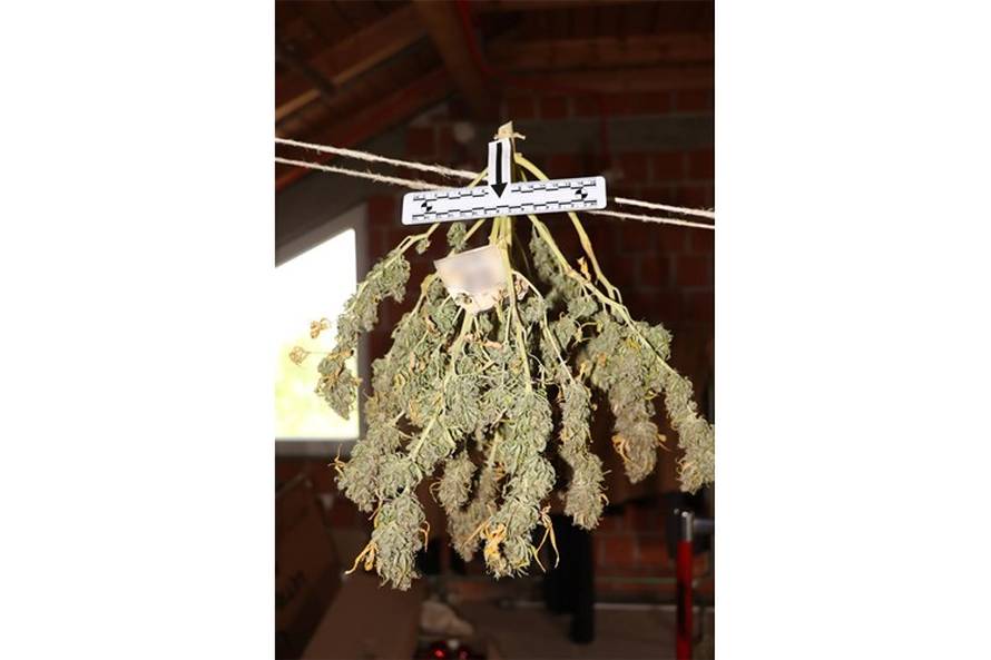 FOTO Narcos iz Desinca. Otkrili labos u dvorištu, uzgajao travu, gljive i kaktuse za meskalin