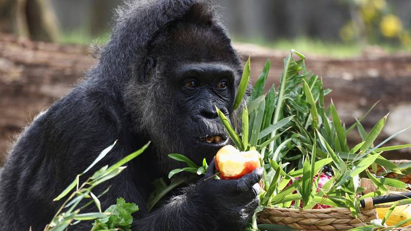 Najstarija gorila na svijetu slavi 69. rođendan! Trgovac ju je dao u zamjenu za jelo u restoranu
