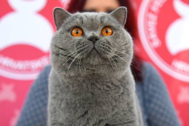 Bjelovar: Međunarodna izložba pasminskih mačaka u organizaciji Saveza felinoloških društava Hrvatske