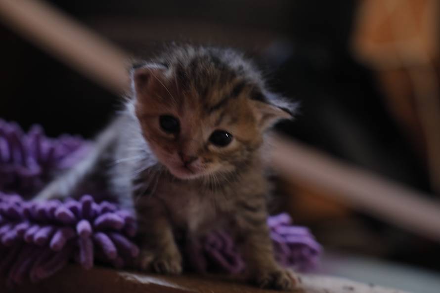 Mali mačići postali siročad, 'udomio' ih i odgaja pas Bleki