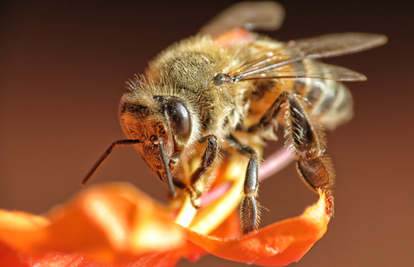 Edukacija pčelara u Virovitici: 'Needuciranost poljoprivrednika je glavni razlog u pomoru pčela'