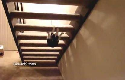 Maca se penje po stepenicama na svoj način - naopačke!