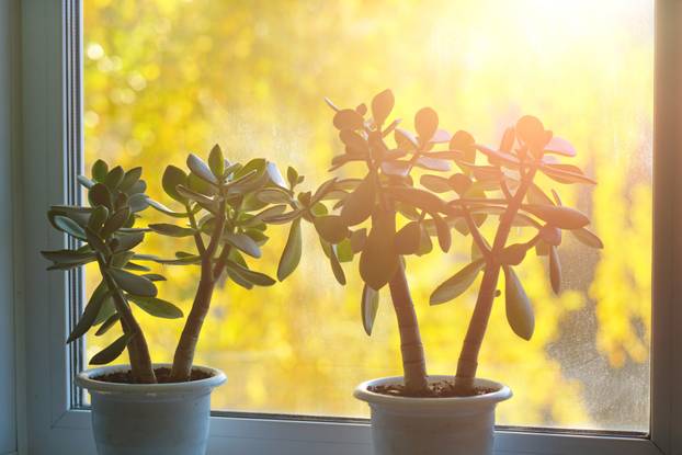 Home plant on windowsill, against background of yellow autumn foliage outside window, home gardening.