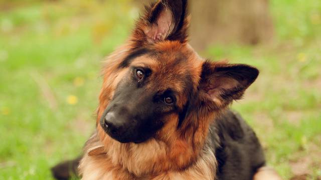 Psi u nosu imaju 'infracrveni senzor' koji detektira lovinu