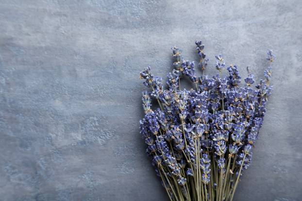 Bunch of lavender flowers on grey background