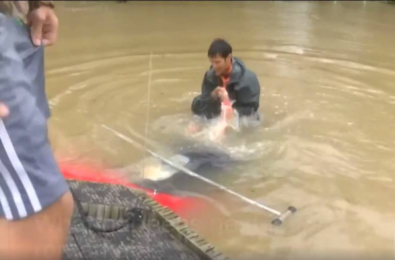 Dramatično spašavanje: Ženu i psa izvukli iz poplavljenog auta
