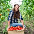 Evo kako saditi rajčice da vam daju bogate plodove mjesecima