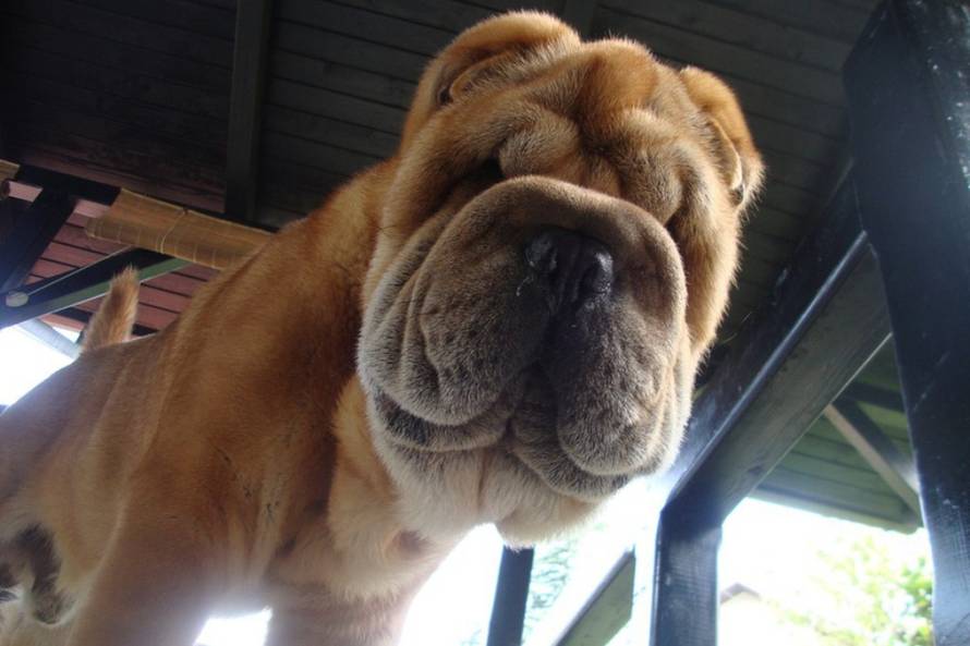 24Ljubimci/Daj šapu