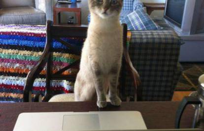 Maca je otkrila koje internetske stranice njen vlasnik posjećuje