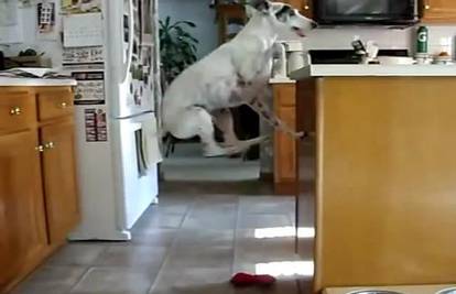 Najuzbuđeniji pas: Skače od sreće dok čeka omiljenu hranu