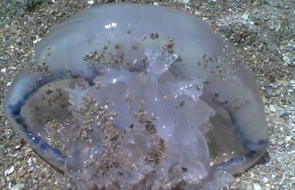 Meduza, velika kao glava, doplivala je među kupače