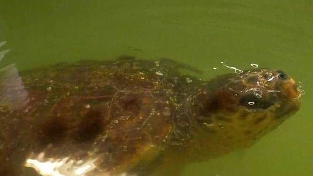 Slovenski turisti spasili kornjaču i nazvali ju Špela: Sad je u Puli