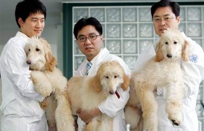 Klonirani psi otkrivat će drogu kao i njihov tata