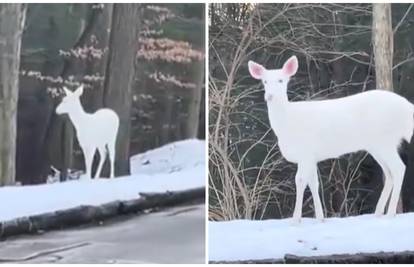 VIDEO Predivan prizor: Snimio rijetkog bijelog jelena pa sve zabrinuo. 'Ne otkrivaj lokaciju!'