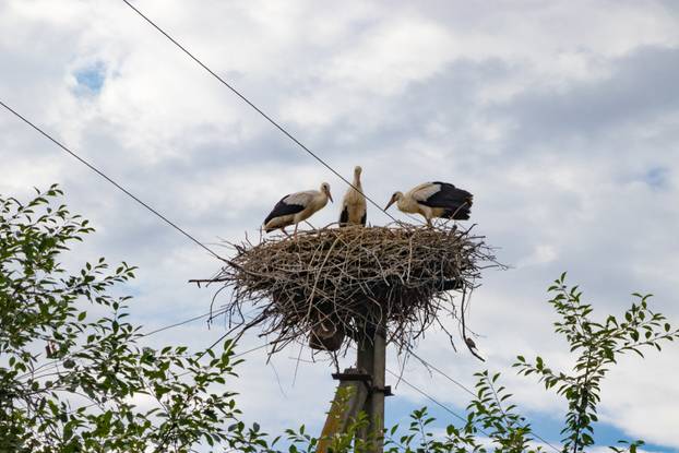 Storks,In,A,Nest,On,An,Electric,Pole,,A,Danger