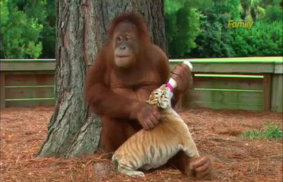 Orangutan postao tata, ali ne majmunima, već tigrićima