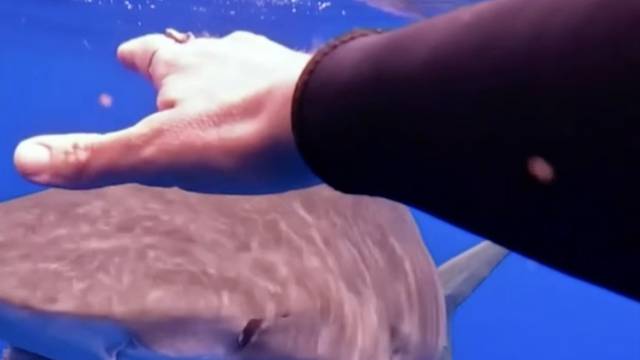 Profesionalna roniteljica: 'Morski psi su plahi, meduze su opasnije od njih'