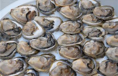 Plosnate kamenice postaju hit: Uzgoj u Hrvatskoj naglo raste