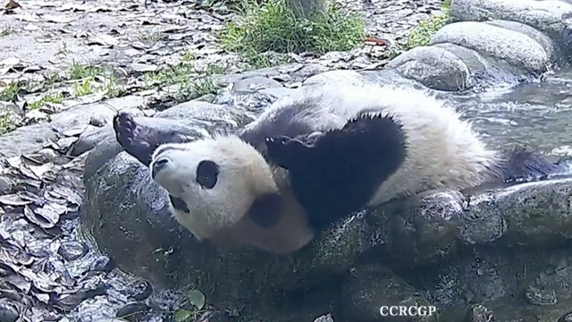 Kung fu panda: Išla se rastezati za vrijeme kupanja i slučajno napravila salto unatrag