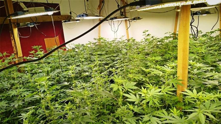 Kod Opatije policija upala u kuće: Našli 140 stabljika trave, 7 kila trave i brdo opreme...