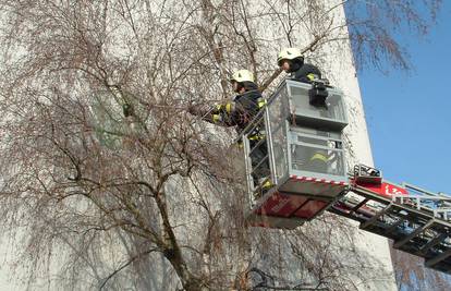 Vatrogasci su spasili mačku koja se popela na visoku brezu