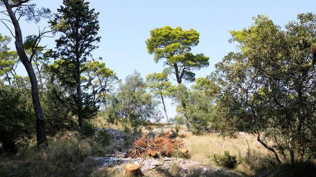 Park šuma Marjan