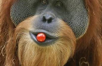 Orangutan Bruno pokušao pobjeći iz zoološkog vrta