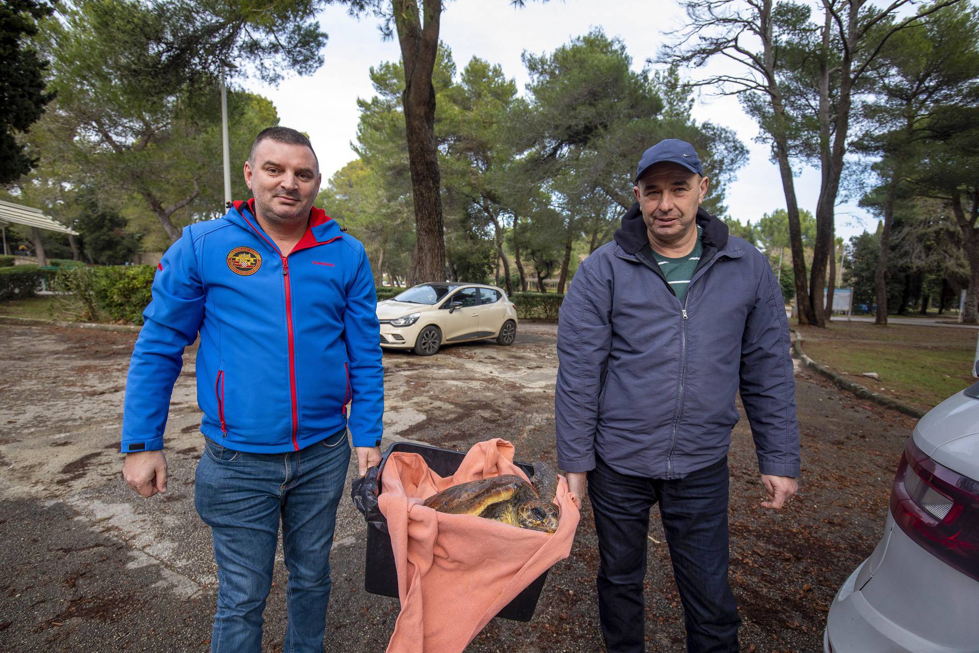 Glavata želva Žorž stigla u Aquarium Pula nakon amputacije peraje