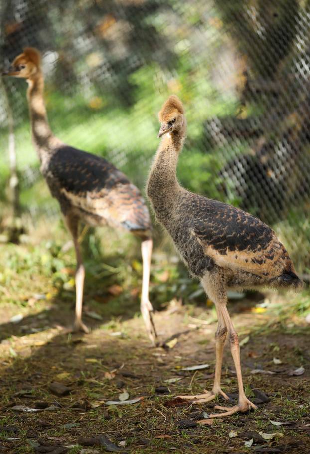 Zagrebački krunati ždralovi predstavljeni javnosti 