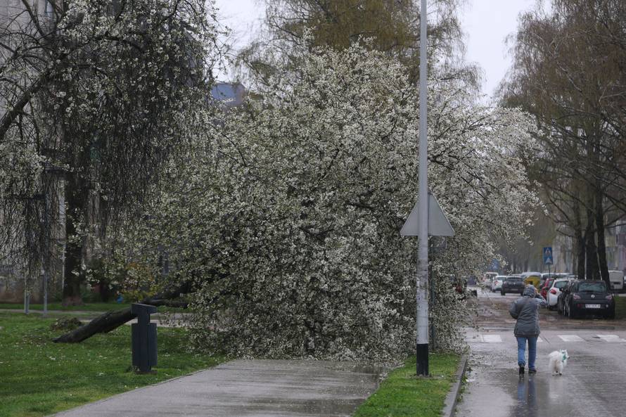 Zagreb: Srušena stabla  u Prečkom