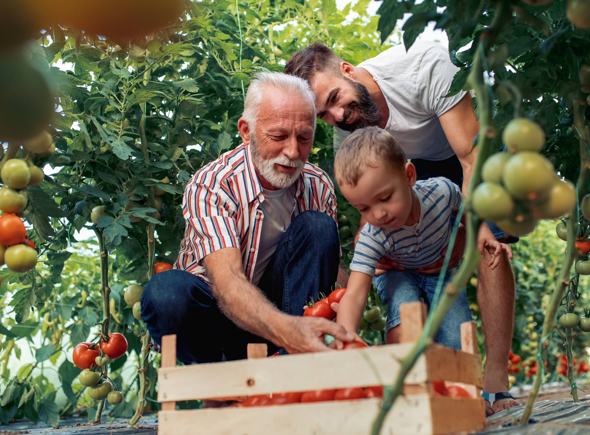 Grandfather,son and grandson working in greenhouse