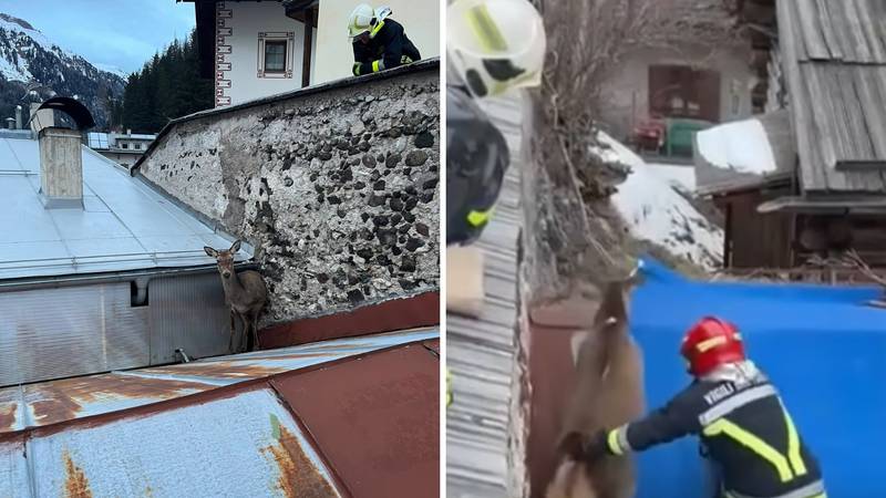 VIDEO Vatrogasci u Italiji spašavali jelena: 'Zaglavio se između krovova. Sada trči'