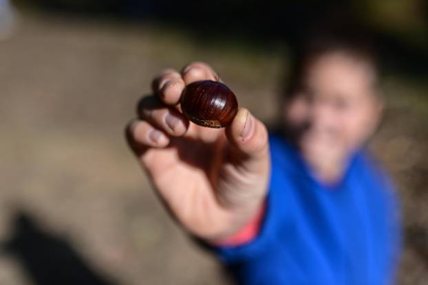 Počelo je ovogodišnje branje kestena na Žumberačkom gorju